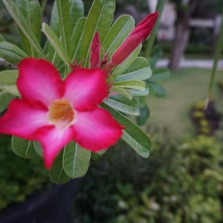 Ruby נוסא דואה מראה חיצוני תמונה
